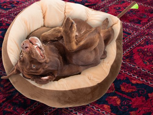 Plüss kutya- és macskaágy – levél alakú, puha párnázott fekhely (52 × 45 × 15 cm)